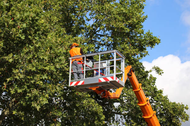 Linden, AZ Tree Removal and Landscaping Services Company